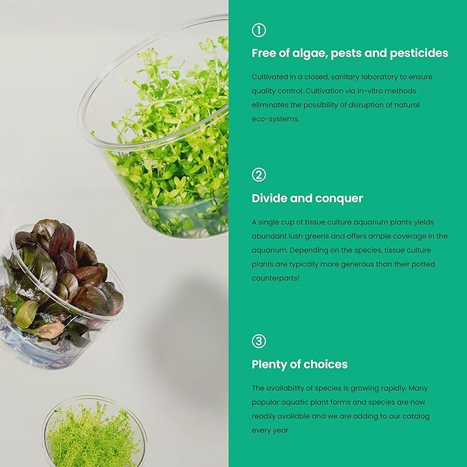Cryptocoryne Walkeri in Vitro Tissue Culture Cup