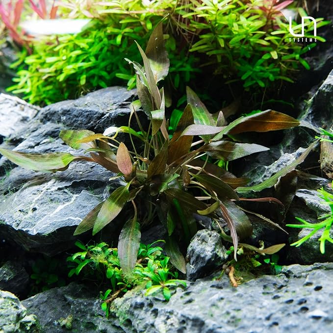 Cryptocoryne Walkeri in Vitro Tissue Culture Cup