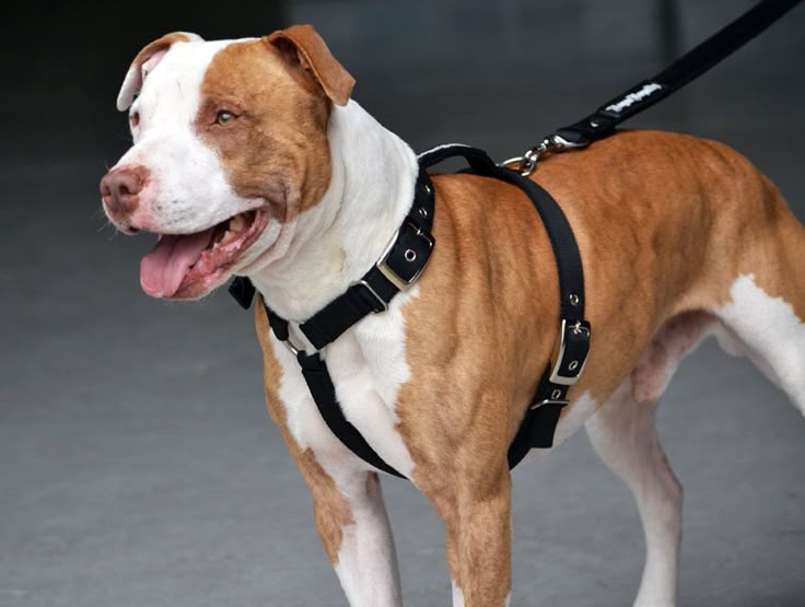 Dog Collars, Harnesses & Leashes