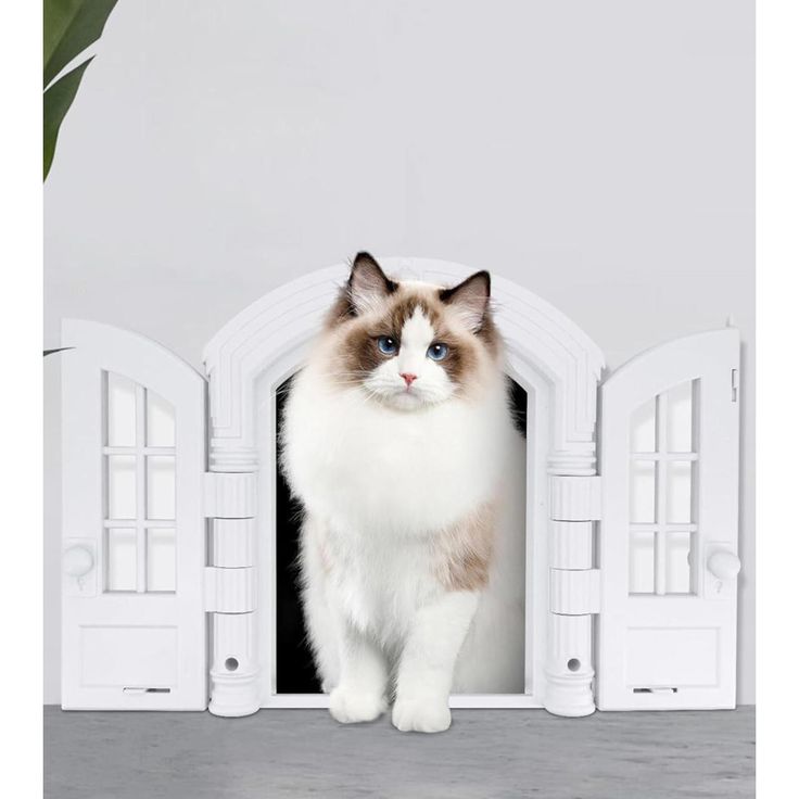Cat Doors