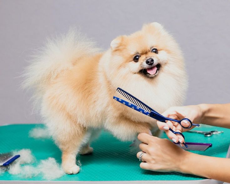 Dog Grooming
