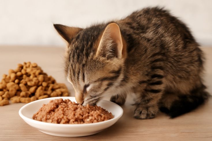 Kitten Food