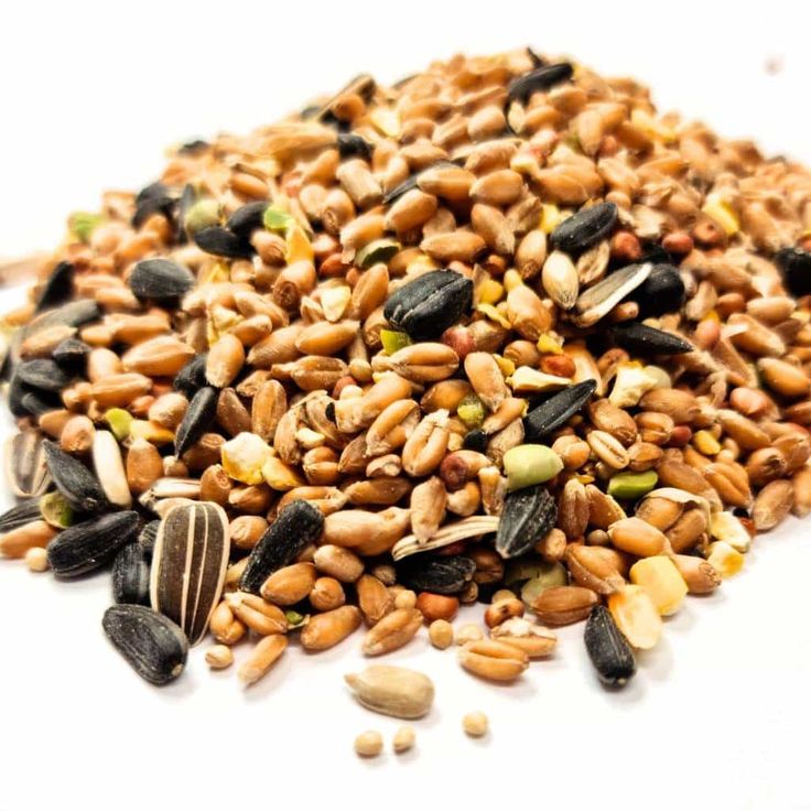 Bird Seed