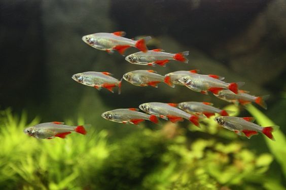 Fresh Fish