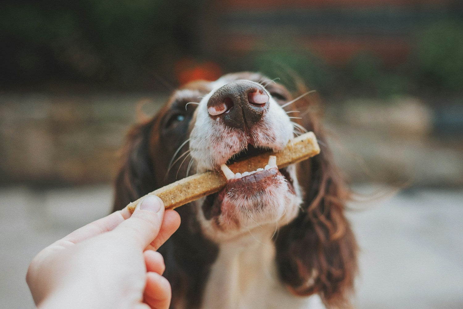 Treats & Chews